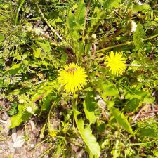 Dandelions growing in gravel